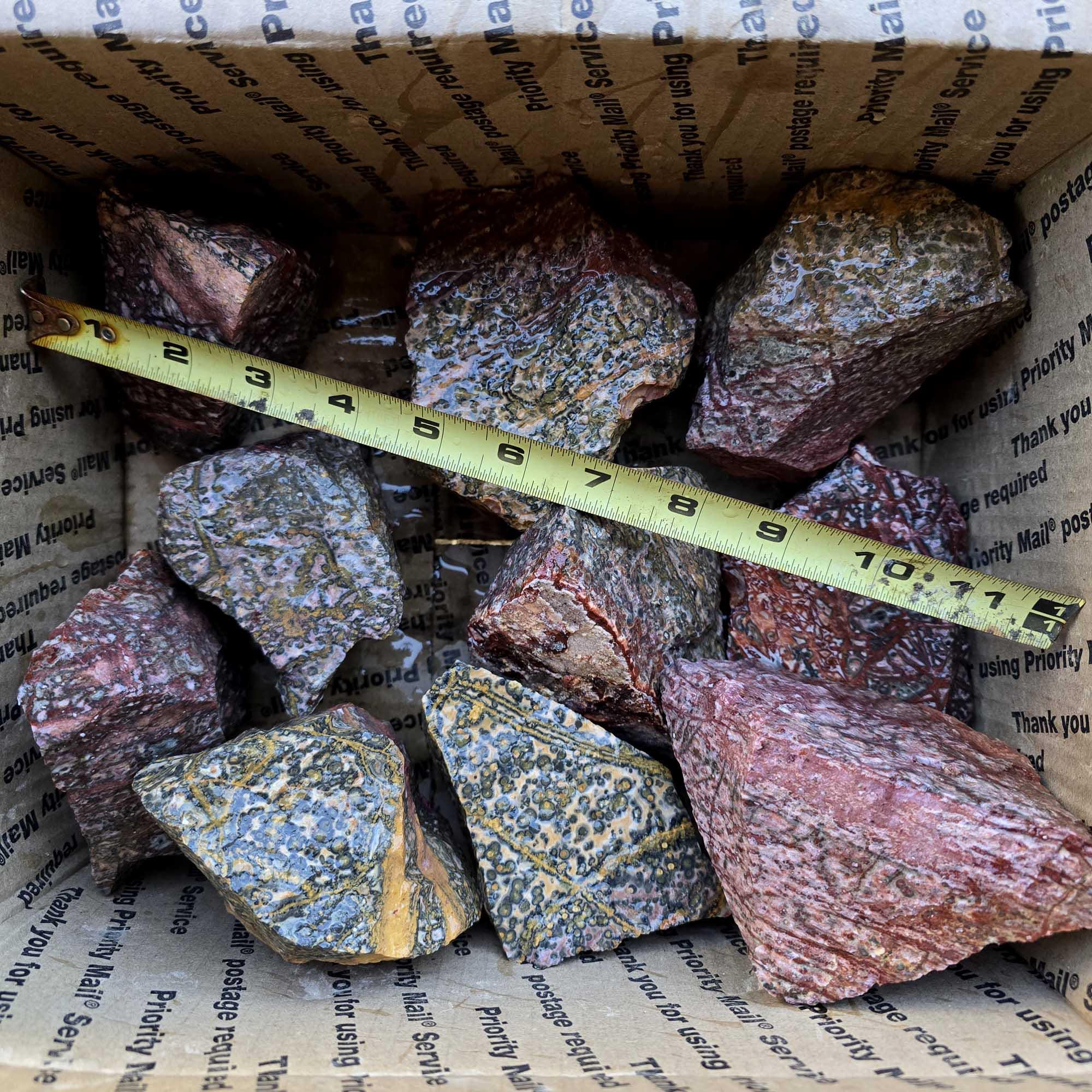 化石模様の岩石 化石C-23