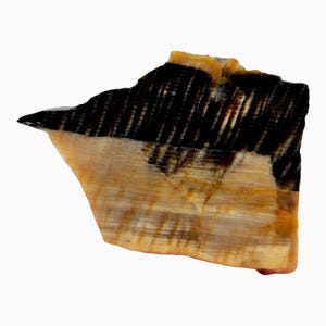 May include: A piece of petrified wood with a mix of black and tan colors. The top portion has a dark, striped pattern, while the bottom is lighter with wood grain. The edges are rough and uneven.