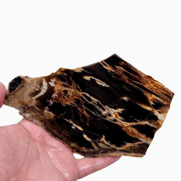 RARE Badger Pocket Petrified Wood Large Lapidary Slab!