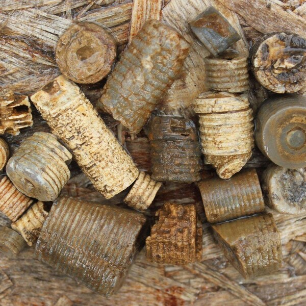 Handful of Kentucky Crinoid Stems!  Agatized and Mineralized!  Fossil Ocean Agate!  Grooved Stems!  Sea Plants!  Ancient History Collectors!