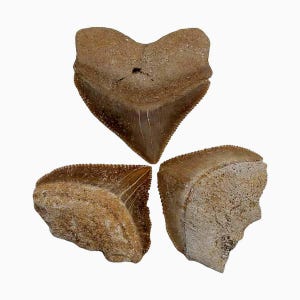 Squalicorax Fossil Shark Teeth Lot of 3!  Ocean Fossil!