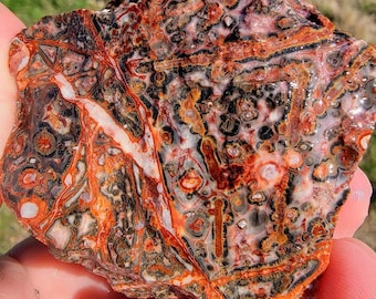 Random Pull Mexican Leopard Skin Rhyolite Rough!