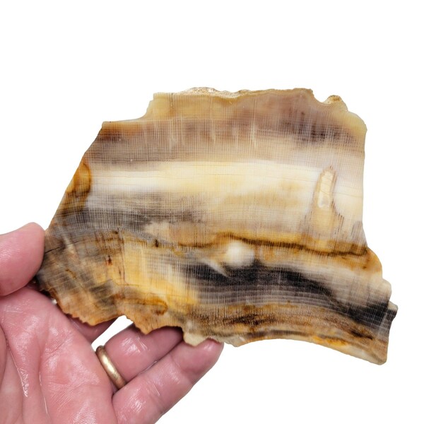 RARE Badger Pocket Petrified Wood Large Lapidary Slab!