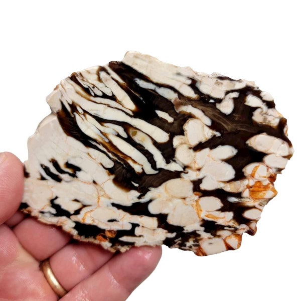 Fossil Peanut Wood Petrified Wood Slab! Lapidary Stone Slab!