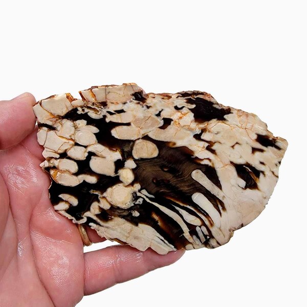 Fossil Peanut Wood Petrified Wood Slab! Lapidary Stone Slab!