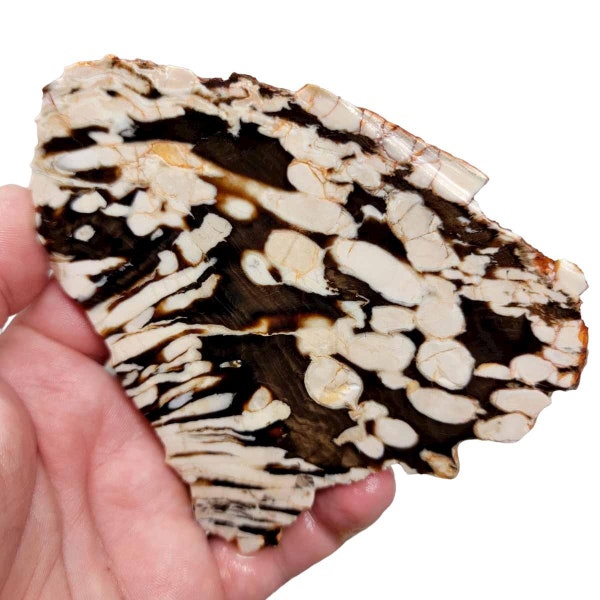 Fossil Peanut Wood Petrified Wood Slab! Lapidary Stone Slab!