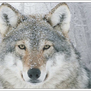 wolf predator in the snow novelty front license plate Decorative custom car tag