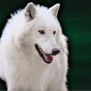 white wolf predator personalized novelty front license plate Decorative custom car tag