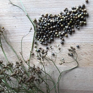 Coriander whole seed