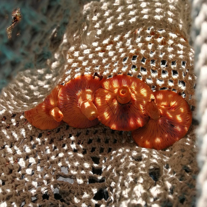 Looking inside the mushroom bag, there are 4 bright orange mushrooms. There are small holes in the bag which is making small dots of evening light on the mushrooms and the inside of the bag.