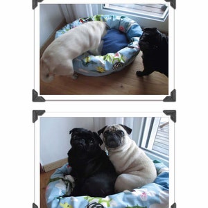 Könnte beinhalten: Drei Mops, ein schwarzer und zwei rehbraune, entspannen sich in einem blauen und weißen gemusterten Hundebett. Das Bett hat ein blaues Kissen in der Mitte und einen weißen Rand mit einem Blumenmuster. Die Möpse schauen in die Kamera.