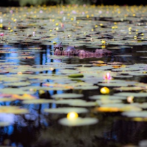 Among the Water Lilies - Turtles on lily pads nature landscape photography