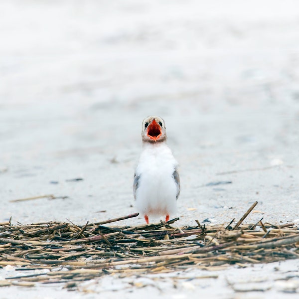 Black Skimmer Bird Etsy