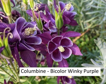 Columbine seeds - bicolor winky purple - Aquilegia Vulgaris