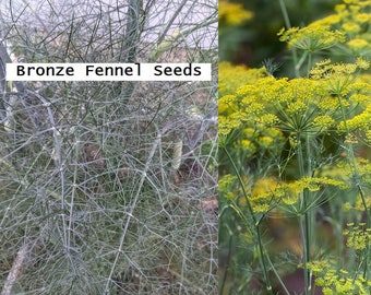 Bronze Fennel Seeds - Foeniculum vulgare