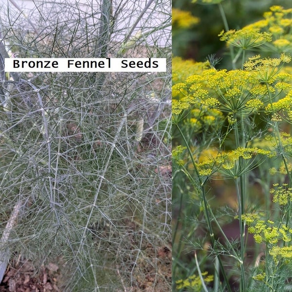 Bronze Fennel Seeds - Foeniculum vulgare