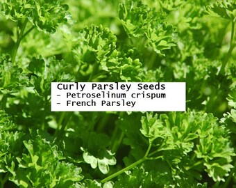 Parsley Seeds - Curly Parsley, Petroselinum crispum, french parsley