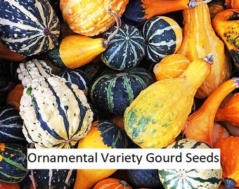 Small Ornamental Gourd Seeds - fall squash autumn decoration variety mix