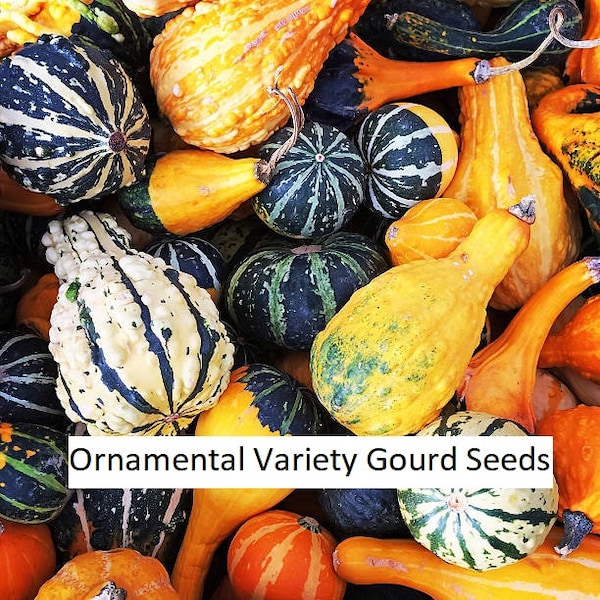 Small Ornamental Gourd Seeds - fall squash autumn decoration variety mix