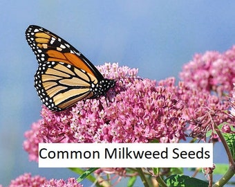Monarch Milkweed Seeds - Asclepias Syriaca - Monarch Butterfly Milkweed