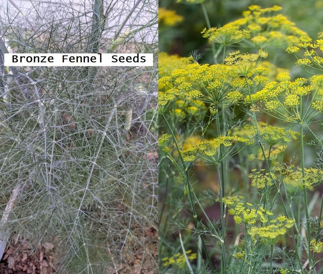 Bronze Fennel Seeds Foeniculum Vulgare Etsy