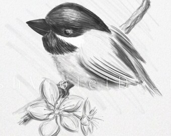 Chickadee and Cherry Blossoms Print: Nature Landscape Bird Art