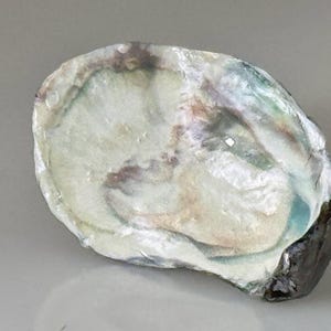 May include: Close-up of an oyster shell with iridescent colors. The shell has a pearlescent interior with swirls of white, green, and brown. The outer edge is dark gray. The shell is a natural, organic shape.