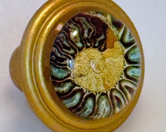 Set of 2 Artistic Seashell Knobs