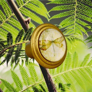 May include: A round cabinet knob with a metallic gold finish and a circular glass insert. The insert features a detailed illustration of a dragonfly with translucent yellow and brown wings set against a light, textured cream-colored background.