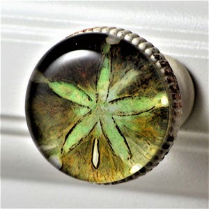May include: A decorative cabinet knob with a clear, rounded glass top featuring a green and brown sand dollar design. The knob has a silver-colored, textured metal base and a white mounting post, perfect for adding a coastal touch to furniture.