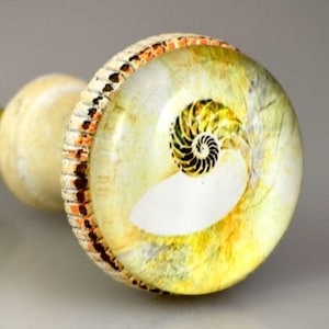 May include: A decorative cabinet knob featuring a nautilus shell design. The knob has a cream-colored base and a clear, rounded top with a spiral nautilus image in shades of yellow, green, and black. The edge has a textured, patterned border.
