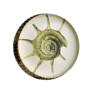 May include: A clear, round paperweight featuring a detailed, vintage illustration of a sea shell. The shell is a light green color with spiky protrusions, encased in clear glass. The edge of the paperweight has a textured, brown border.