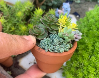 Miniature fairy garden real LIVE sedum succulent plants in terra cotta clay pots 1.75 inch tall