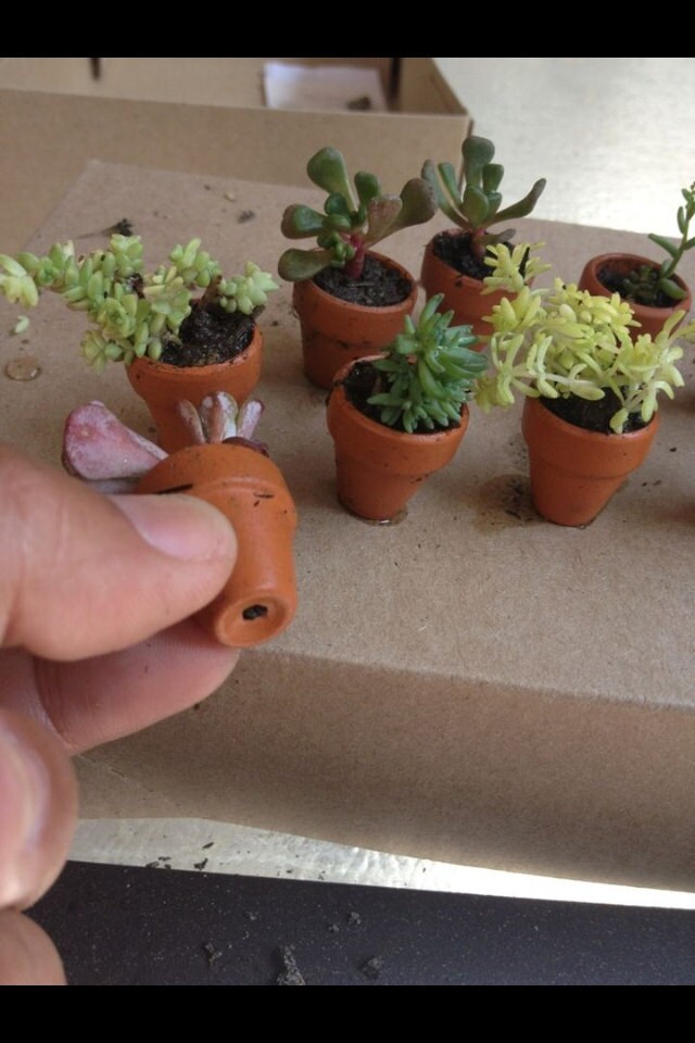 Miniature fairy garden real LIVE sedum succulent plants in terra cotta clay pots