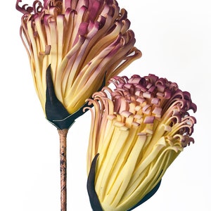 Foam Flower Botanical - Realistic Foam Botanical - Bild 2