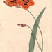 1803 Curtis Vintage Botanical Print Copper Color Tritonia Vintage Flower Plate 622 
