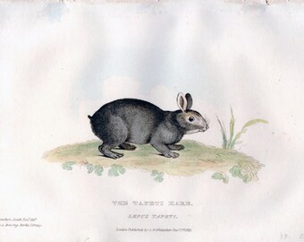 Vintage rabbit print | Etsy