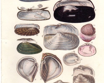 1852 Antique Shell Print Oyster Clams Beach Decor Nautical Art Ocean Marine Hand Colored Engraving Sea Shell Art