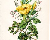 1899   Botanical Print Antique Evening Primrose Anne Pratt Vintage Art Vintage Flower Home Decor