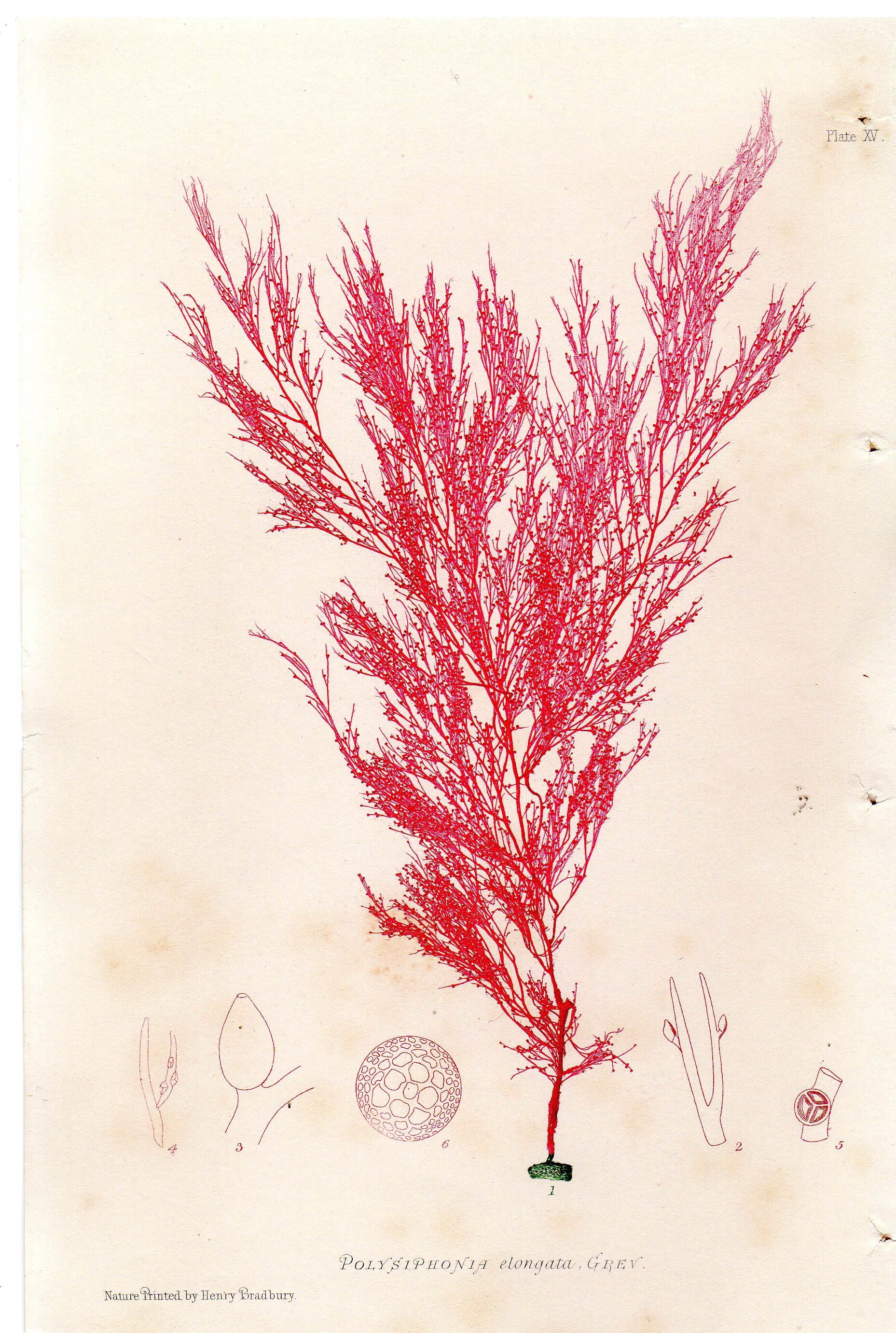 1859 Seaweed Print Antique Print Seaweed Sea Weed Beach Decor Nautical