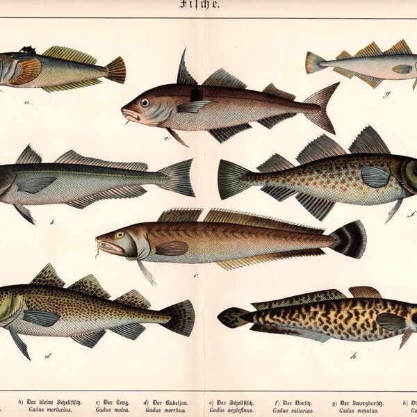 1886 Antique Fish Print Ocean Fishing Nautical Art Marine Biology Haddock Cod Molva Burbot Large German Lithograph 16 X 13 Inches