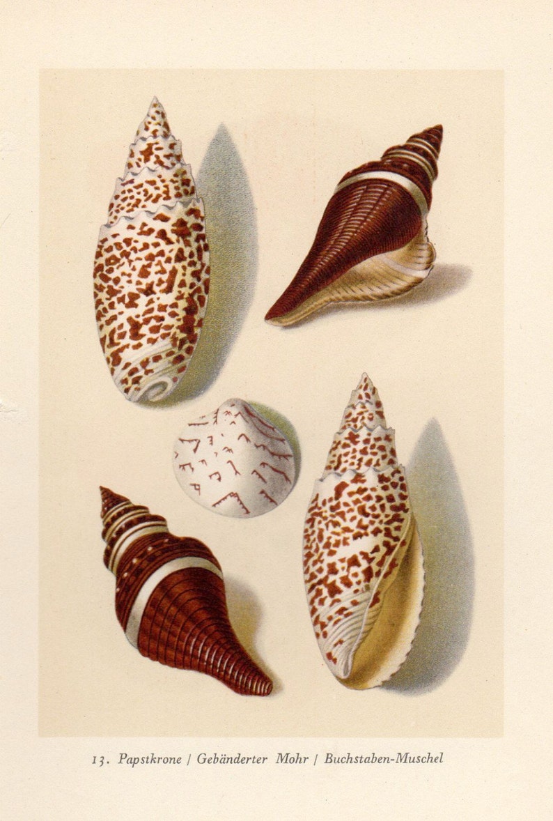 Mohr mit Muschel