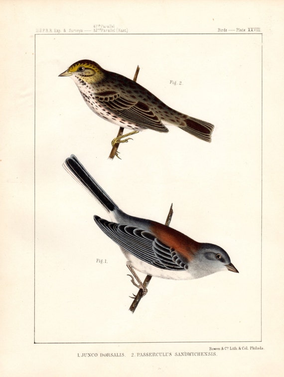 Ancien Oiseau Impression 1860 Dos Rouge Snowbird Et Nootka Sparrow Birds Of North America Couleur Grande Lithographie John Cassin Oiseau Imprimer
