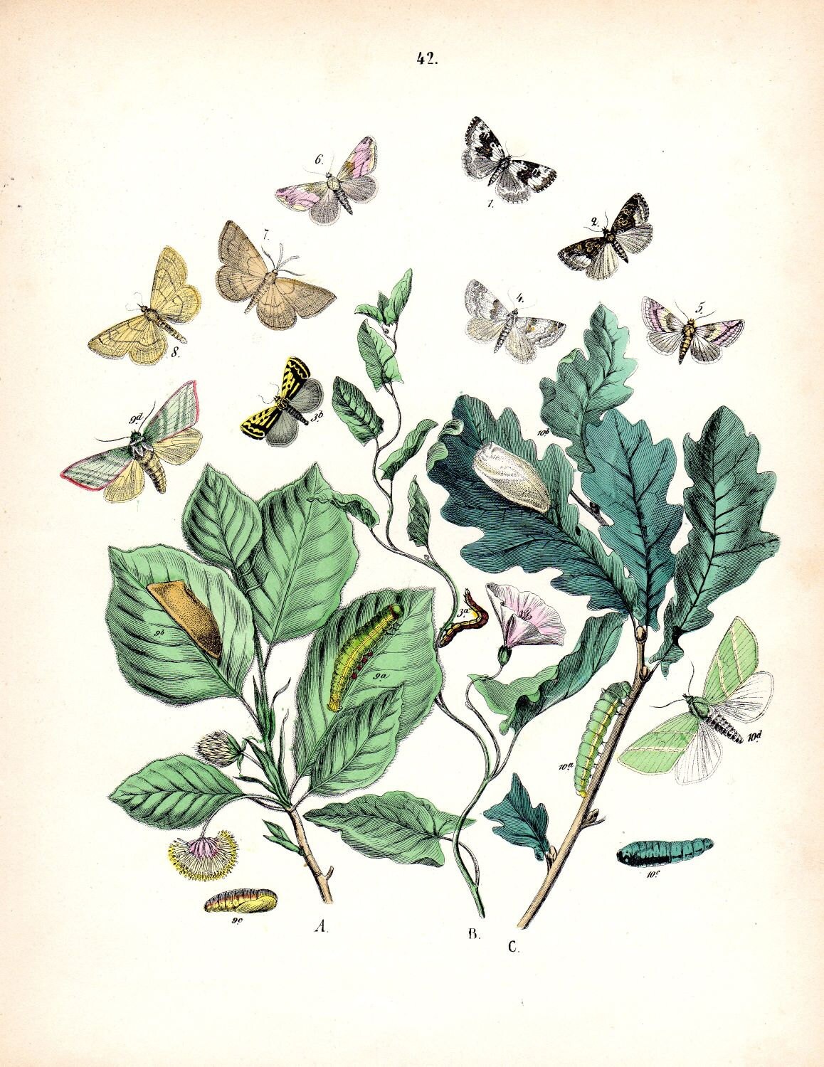 Antique Nature Art Print VINTAGE NATURE PRINT Antique Insect Print Butterfly