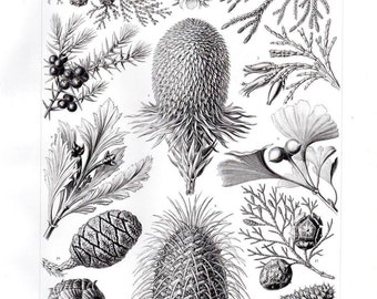 Genuine Ernst Haeckel Print Print 1904 Confirerae Pinecones Vintage Botanical Print 1st Ed Lithograph Plate 94
