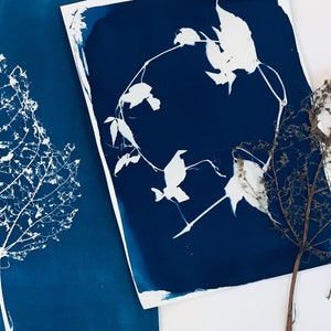 Make your own Cyanotype print - light sensitive paper. Create your own botanical sun print.