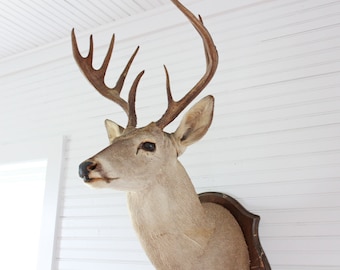 Texas White Tail Big Buck Taxidermy Wall Shoulder Mount Vintage Deer, 9-point, man cave decor, rustic home, country cabin, hunting lodge