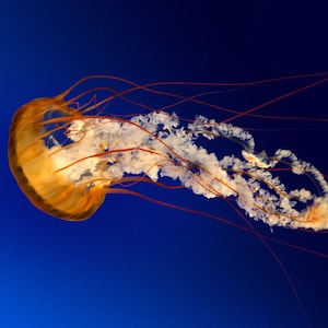 May include: A translucent, orange jellyfish with long, thin tentacles floats against a deep blue background.