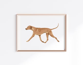 Rhodesian Ridgeback Print