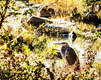 Natuurfotografie, Reiger, Natuur Muur Print, Home Decor, Grote Blauwe Reiger.